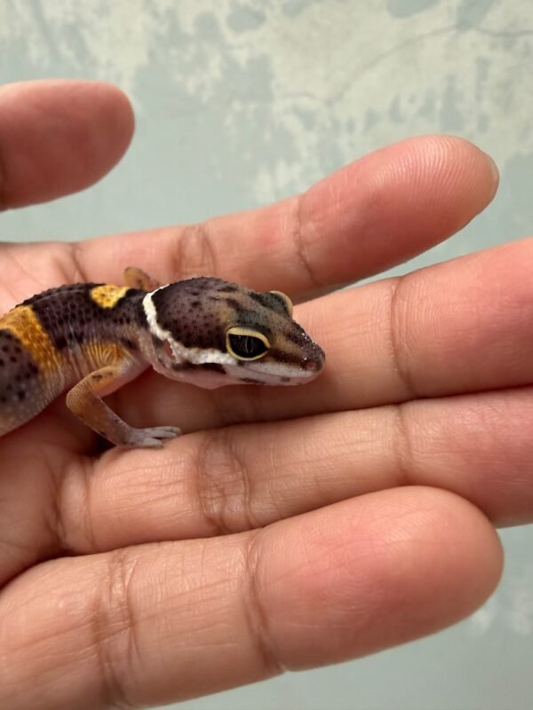 IMG_5133 Tangerine het Bell Albino - incub Jantan - R262175
