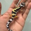 IMG_5140 jual gecko bold jungle incub jantan baby nice pattern