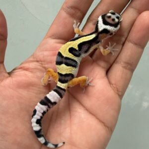 IMG_5140 jual gecko bold jungle incub jantan baby nice pattern