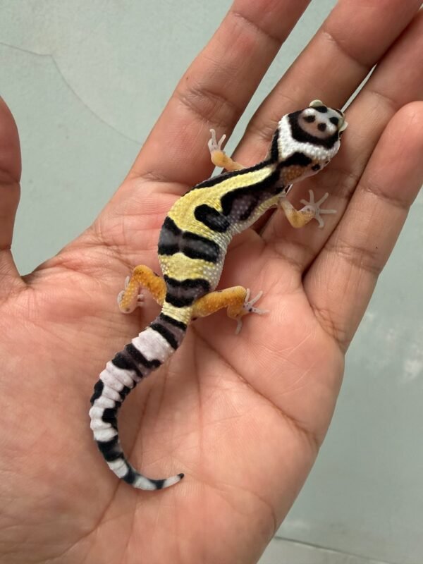 IMG_5140 jual gecko bold jungle incub jantan baby nice pattern
