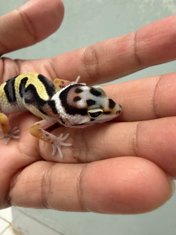 IMG_5141 Bold Jungle ph Tremper - incub Jantan - R262348 - NICE PATTERN