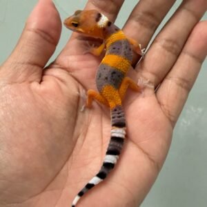 IMG_5143 jual gecko hypo tangerine fire line incub jantan baby
