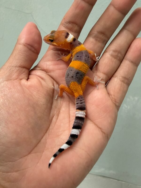 IMG_5143 jual gecko hypo tangerine fire line incub jantan baby