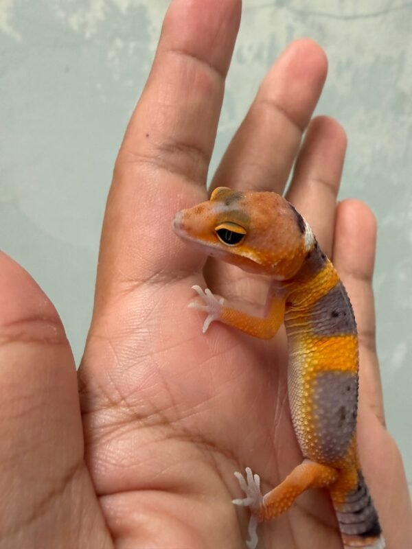 IMG_5144 Hypo Tangerine Fire Line - incub Jantan - R262351