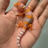IMG_5148 jual leopard gecko bell lavender incub jantan baby nice color
