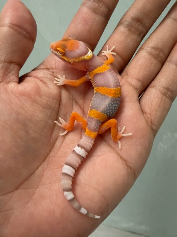 IMG_5148 jual leopard gecko bell lavender incub jantan baby nice color