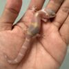IMG_5151 jual gecko snow chocolate incub betina baby