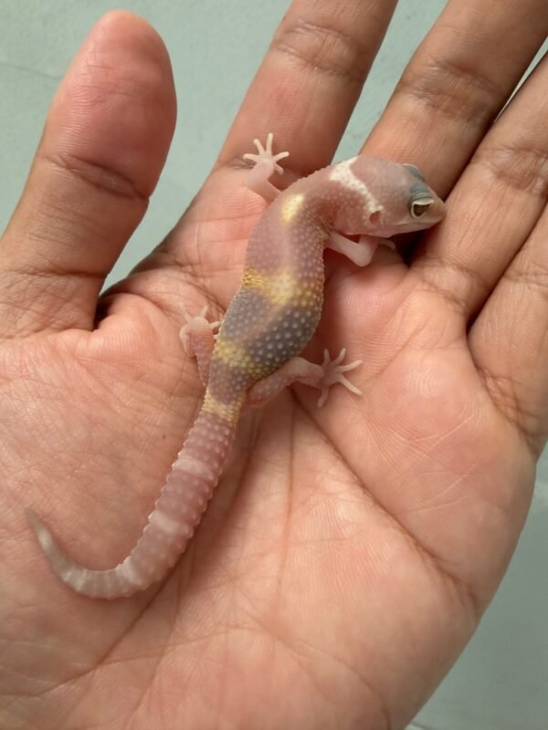 IMG_5151 jual gecko snow chocolate incub betina baby