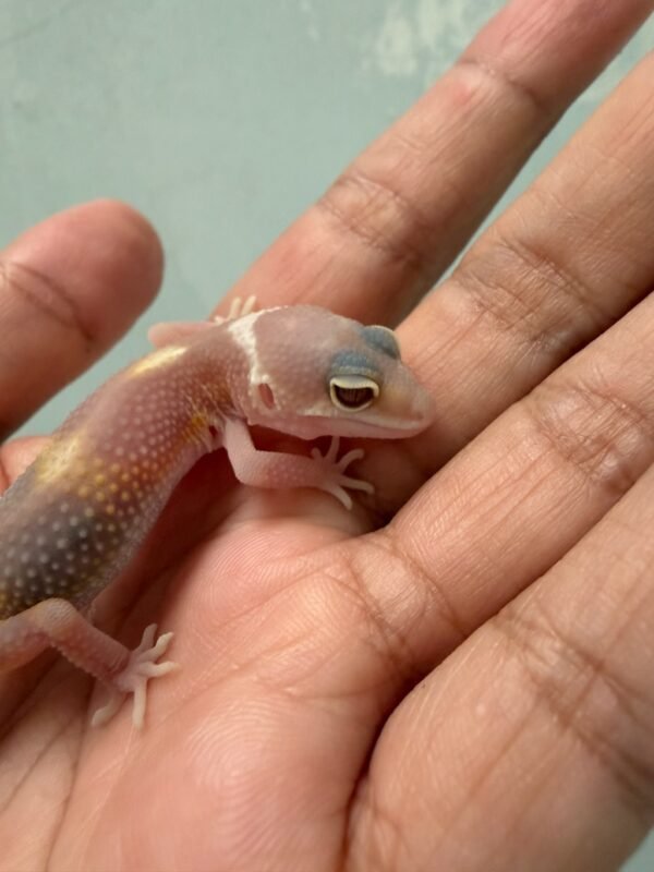 IMG_5152 Snow Chocolate - incub Betina - R262317