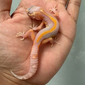 IMG_5157 jual gecko bell lavender stripe betina