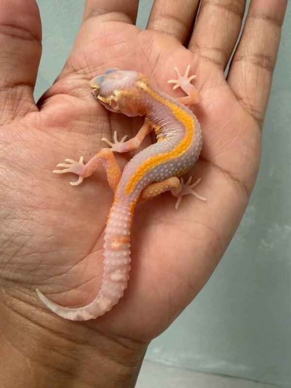 jual gecko bell lavender stripe betina