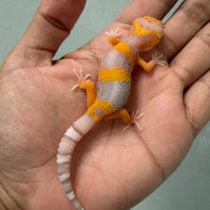 IMG_5160 jual gecko bell lavender incub betina baby