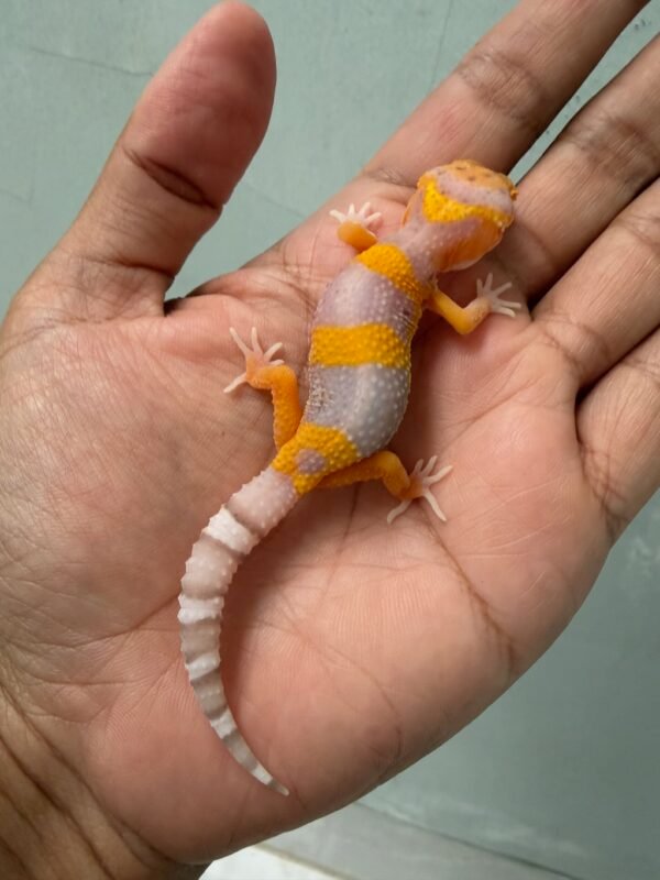 IMG_5160 jual gecko bell lavender incub betina baby