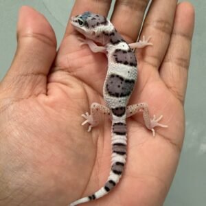 IMG_5162 jual gecko white & yellow mack snow het tremper incub jantan baby