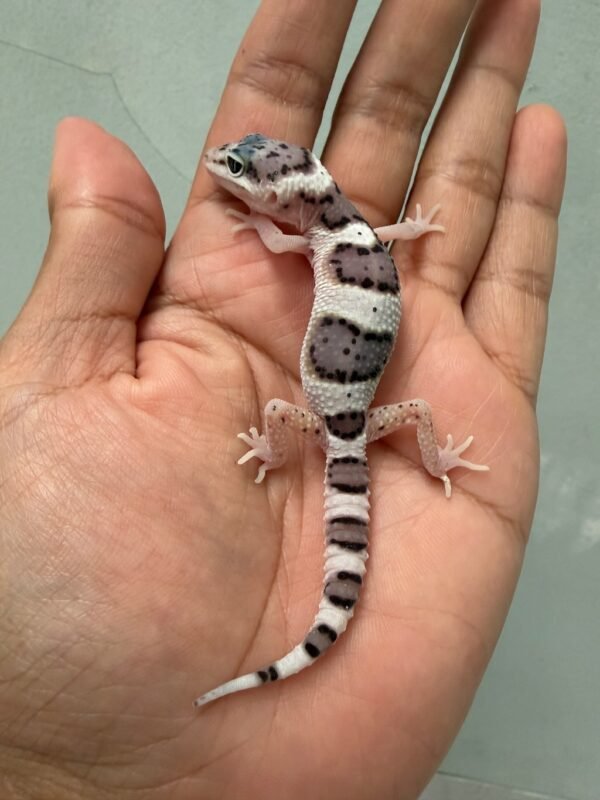 IMG_5162 jual gecko white & yellow mack snow het tremper incub jantan baby