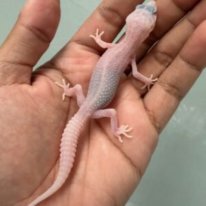 IMG_5165 jual gecko super snow tremper albino incub betina baby