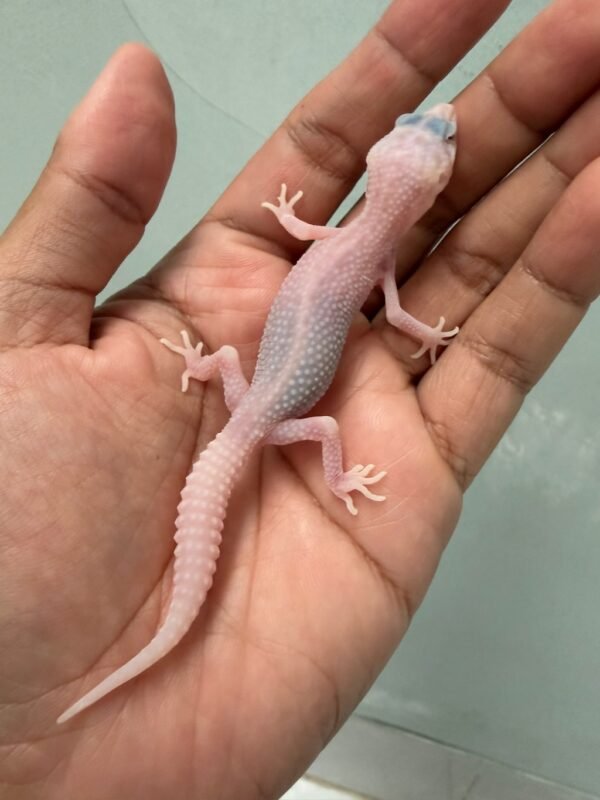 IMG_5165 jual gecko super snow tremper albino incub betina baby
