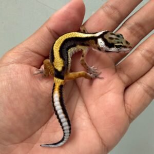IMG_5170 jual gecko tangerine bold stripe incub jantan baby