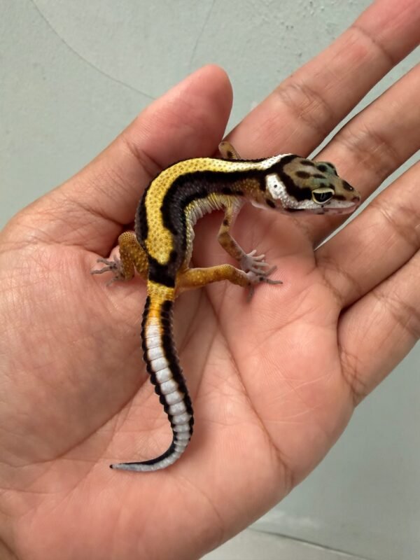 IMG_5170 jual gecko tangerine bold stripe incub jantan baby