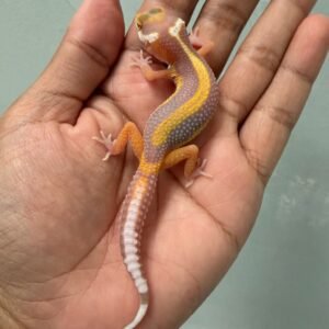 IMG_5176 jual gecko tangerine tremper bold stripe incub jantan baby