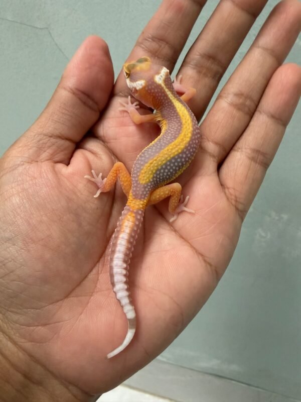 IMG_5176 jual gecko tangerine tremper bold stripe incub jantan baby