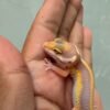 IMG_5177 Tangerine Tremper Bold Stripe - incub Jantan - R262243