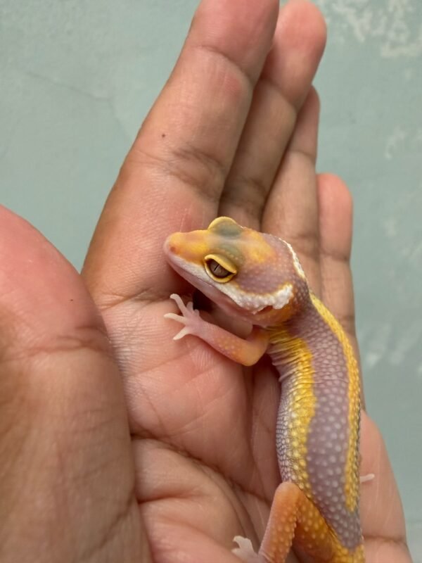IMG_5177 Tangerine Tremper Bold Stripe - incub Jantan - R262243
