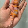 IMG_5179 jual gecko tremper lavender incub jantan baby