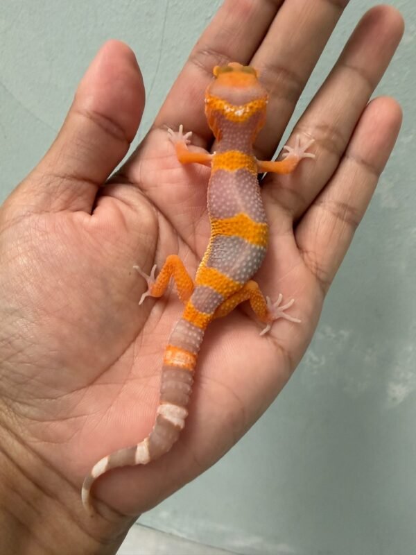 IMG_5179 jual gecko tremper lavender incub jantan baby