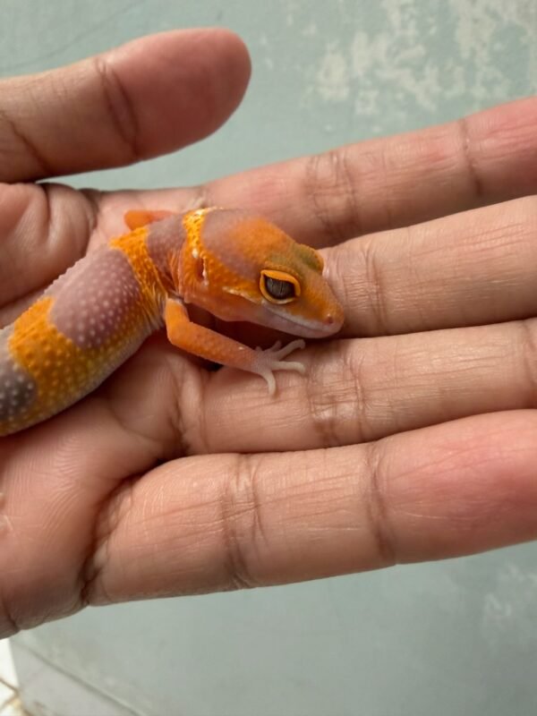 IMG_5180 Tremper Lavender - incub Jantan - R262095