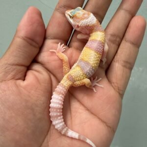IMG_5182 jual gecko white & yellow tremper poss snow incub jantan high expression