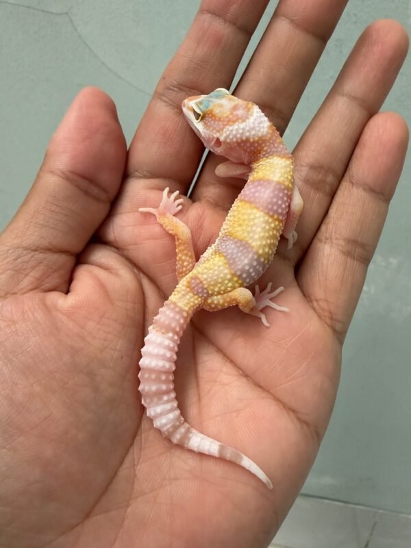 IMG_5182 jual gecko white & yellow tremper poss snow incub jantan high expression