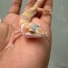 IMG_5183 White & Yellow Tremper poss Snow - incub Jantan - R262172 - HIGH EXPRESSION