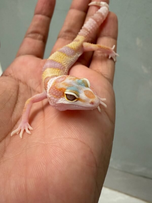IMG_5183 White & Yellow Tremper poss Snow - incub Jantan - R262172 - HIGH EXPRESSION