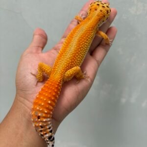 IMG_5185 jual gecko patty stripe ct het tremper betina indukan nice color