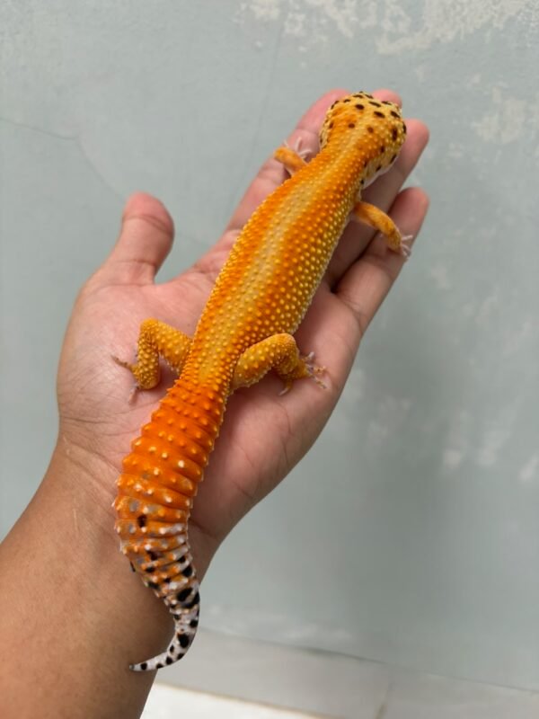 IMG_5185 jual gecko patty stripe ct het tremper betina indukan nice color