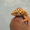 IMG_5186 Patty Stripe CT het Tremper - Betina - B261270 - NICE COLOR