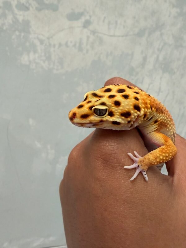 IMG_5186 Patty Stripe CT het Tremper - Betina - B261270 - NICE COLOR