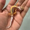 IMG_5206 jual gecko tremper bold stripe incub jantan baby motif kepala unik