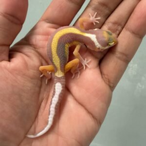 IMG_5206 jual gecko tremper bold stripe incub jantan baby motif kepala unik