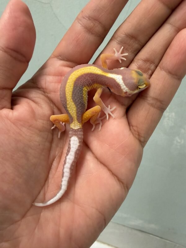 IMG_5206 jual gecko tremper bold stripe incub jantan baby motif kepala unik