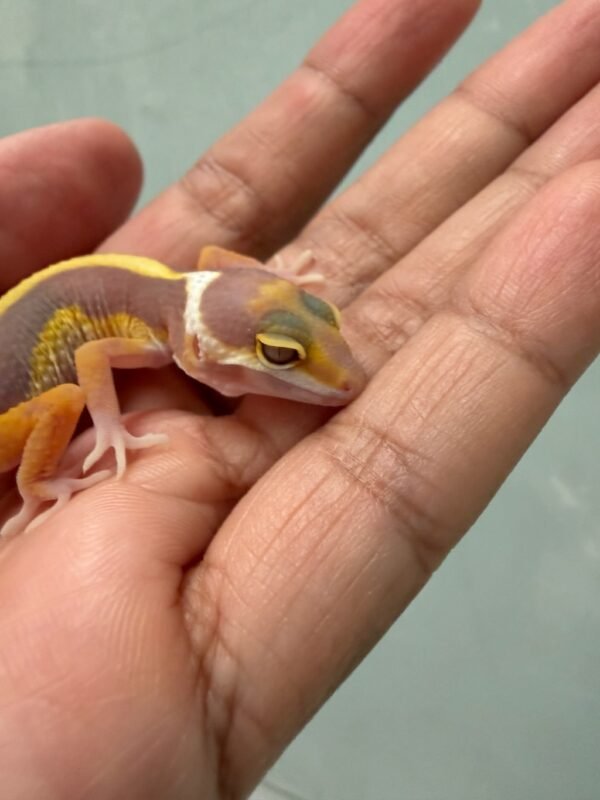 IMG_5207 Tremper Bold Stripe - incub Jantan - R262403 - MOTIF KEPALA UNIK