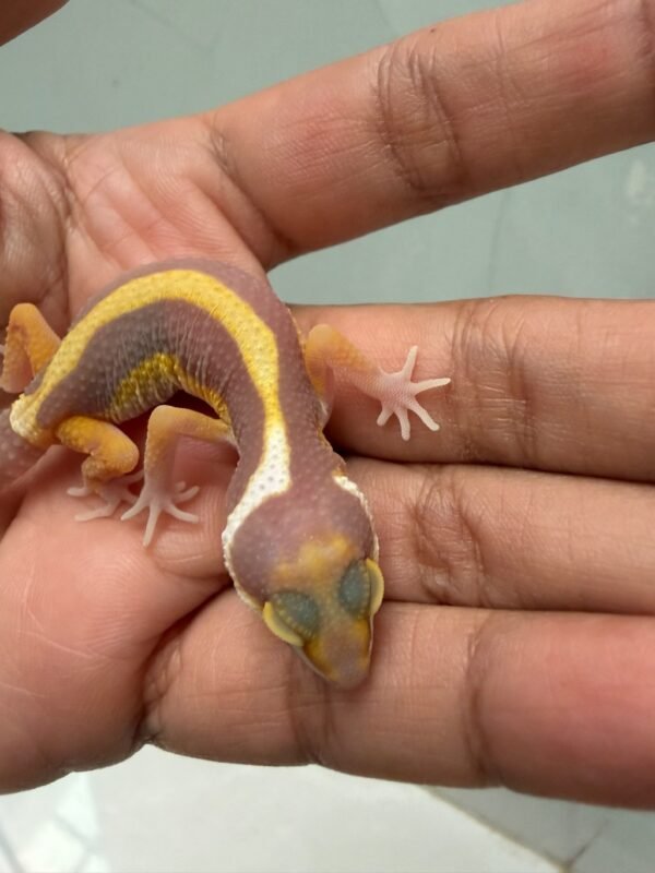 IMG_5208 motif kepala gecko unik