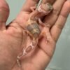 jual gecko snow chocolate het raptor ph diablo blanco incub betina baby