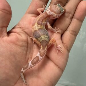 IMG_5214 jual gecko snow chocolate het raptor ph diablo blanco incub betina baby