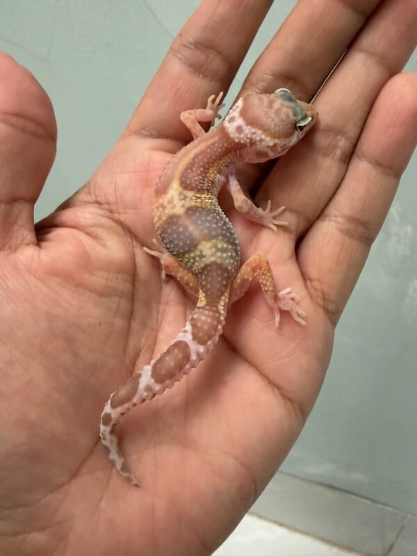 jual gecko snow chocolate het raptor ph diablo blanco incub betina baby