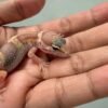 Snow Chocolate het RAPTOR - incub Betina - R262019