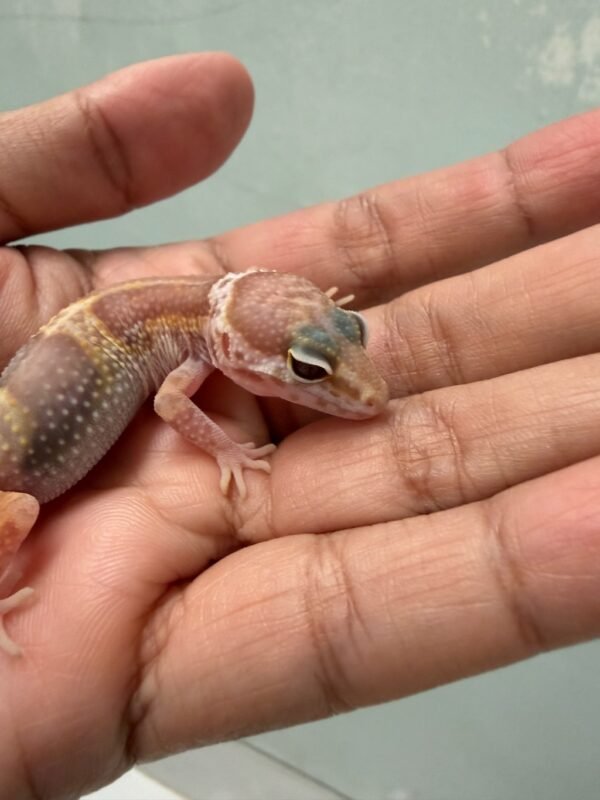 Snow Chocolate het RAPTOR - incub Betina - R262019