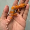 IMG_5217 jual gecko sunglow tomato line incub betina baby