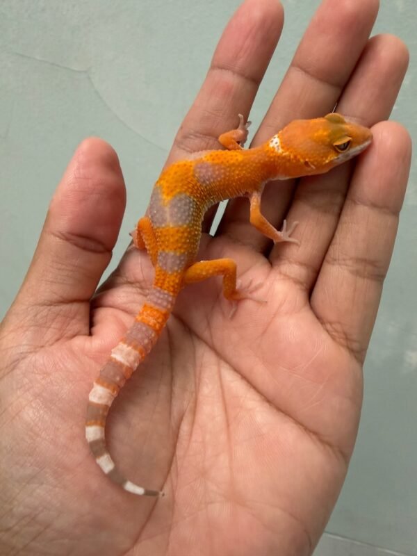 IMG_5217 jual gecko sunglow tomato line incub betina baby